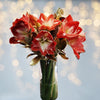 Aranjament floral Amaryllis